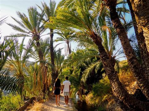 Ruta por el Pantano de Elche, todo lo que tienes que。